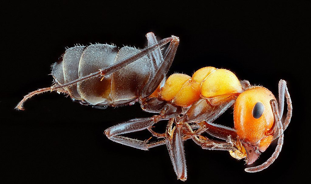 Ant Control service in Monterey Park, CA