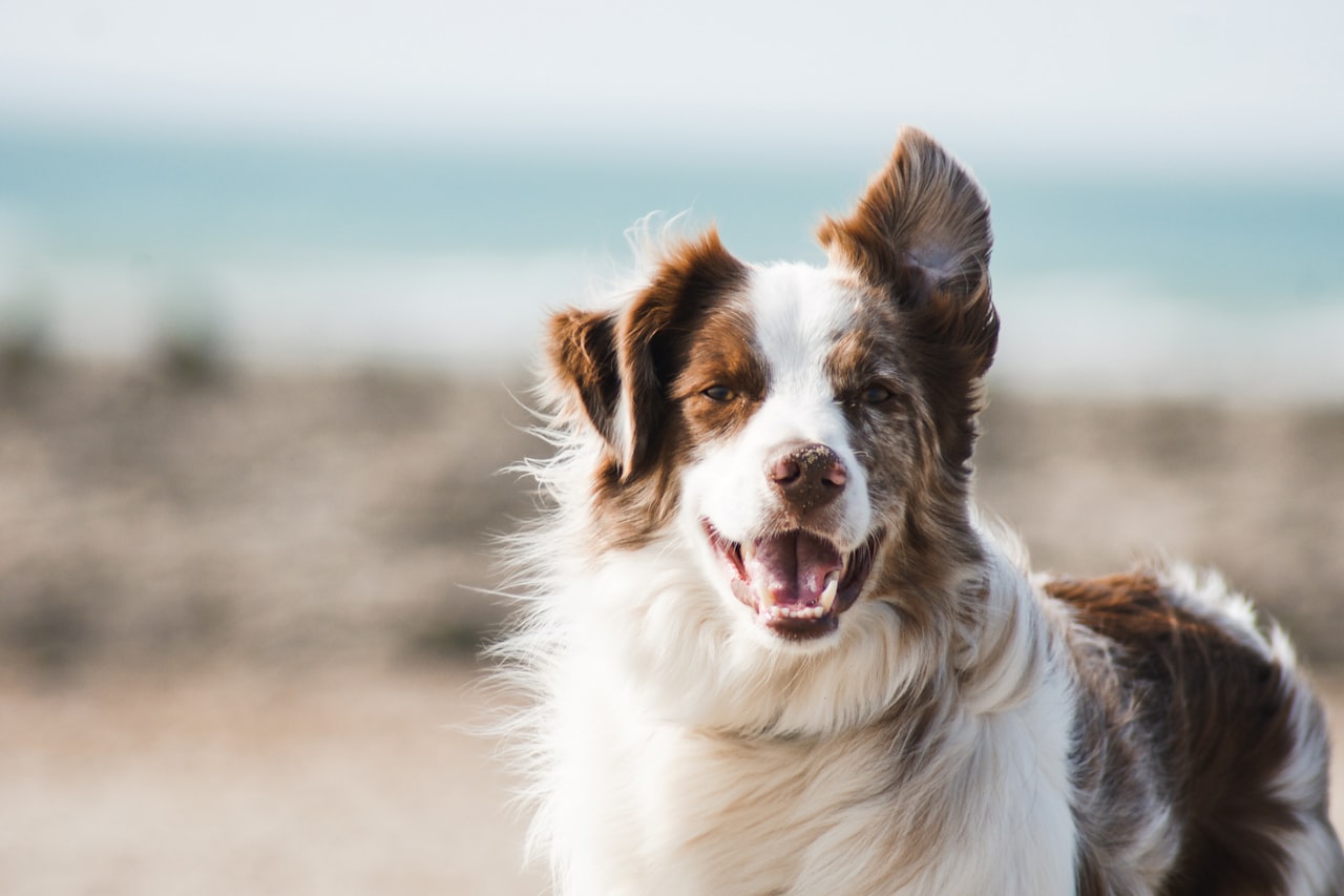 Flea & Tick Control service in Monterey Park, CA