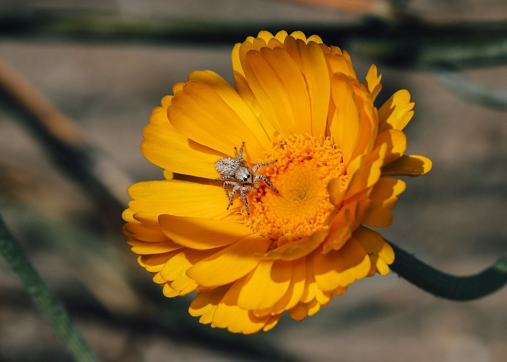Spider Control service in Monterey Park, CA
